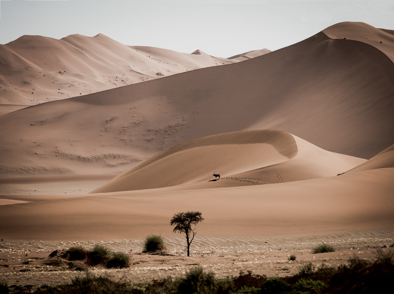 Erika Howard - Oryx in the Dunes