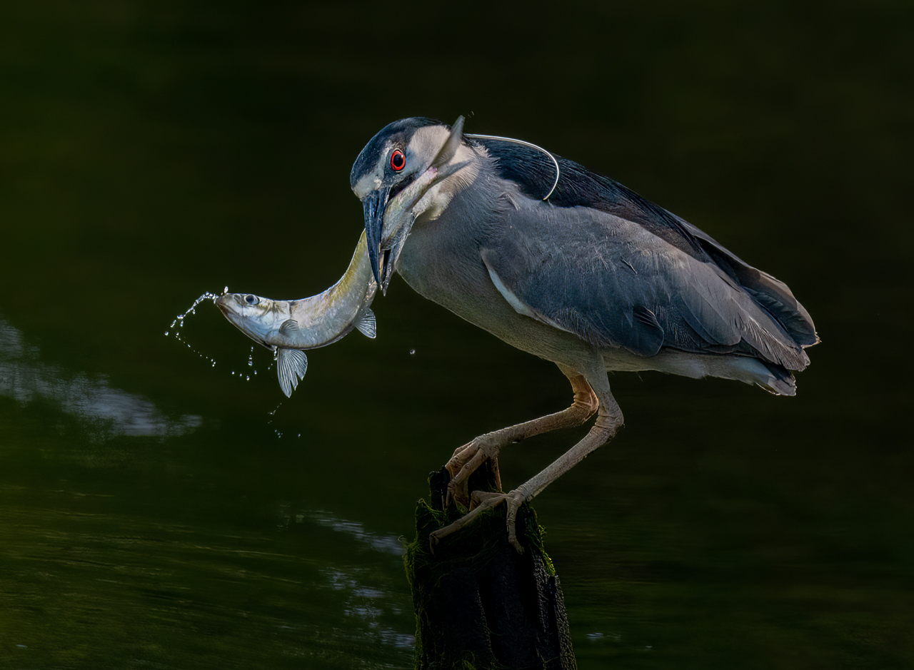 Robert Slott - Night Heron Catches a Herring