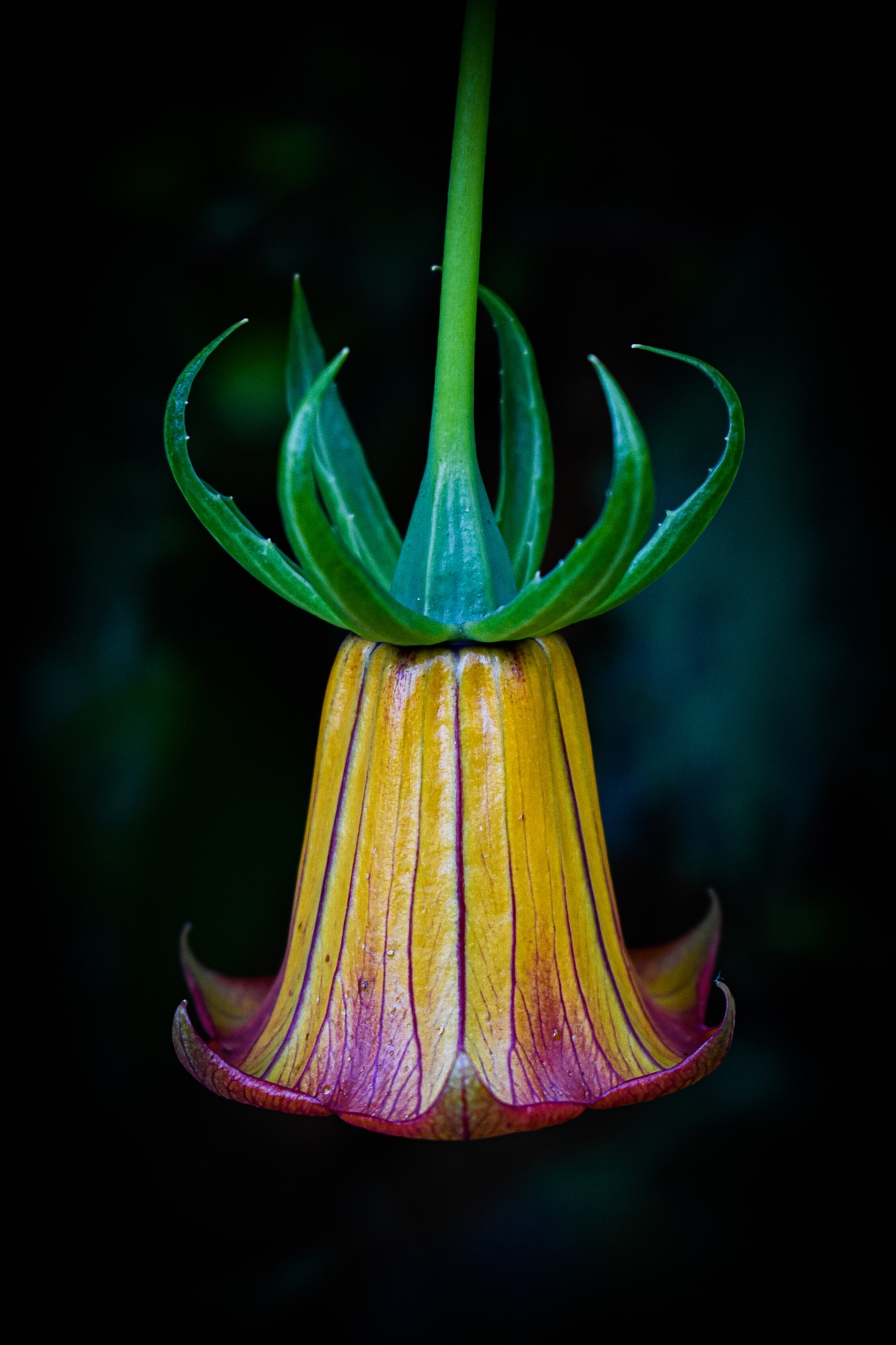 'Canary Island Bellflower' by Kerry Hunter