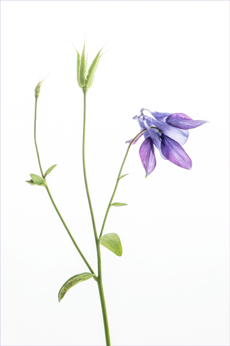 'Purple Aquilegia' by Charlotte Mann