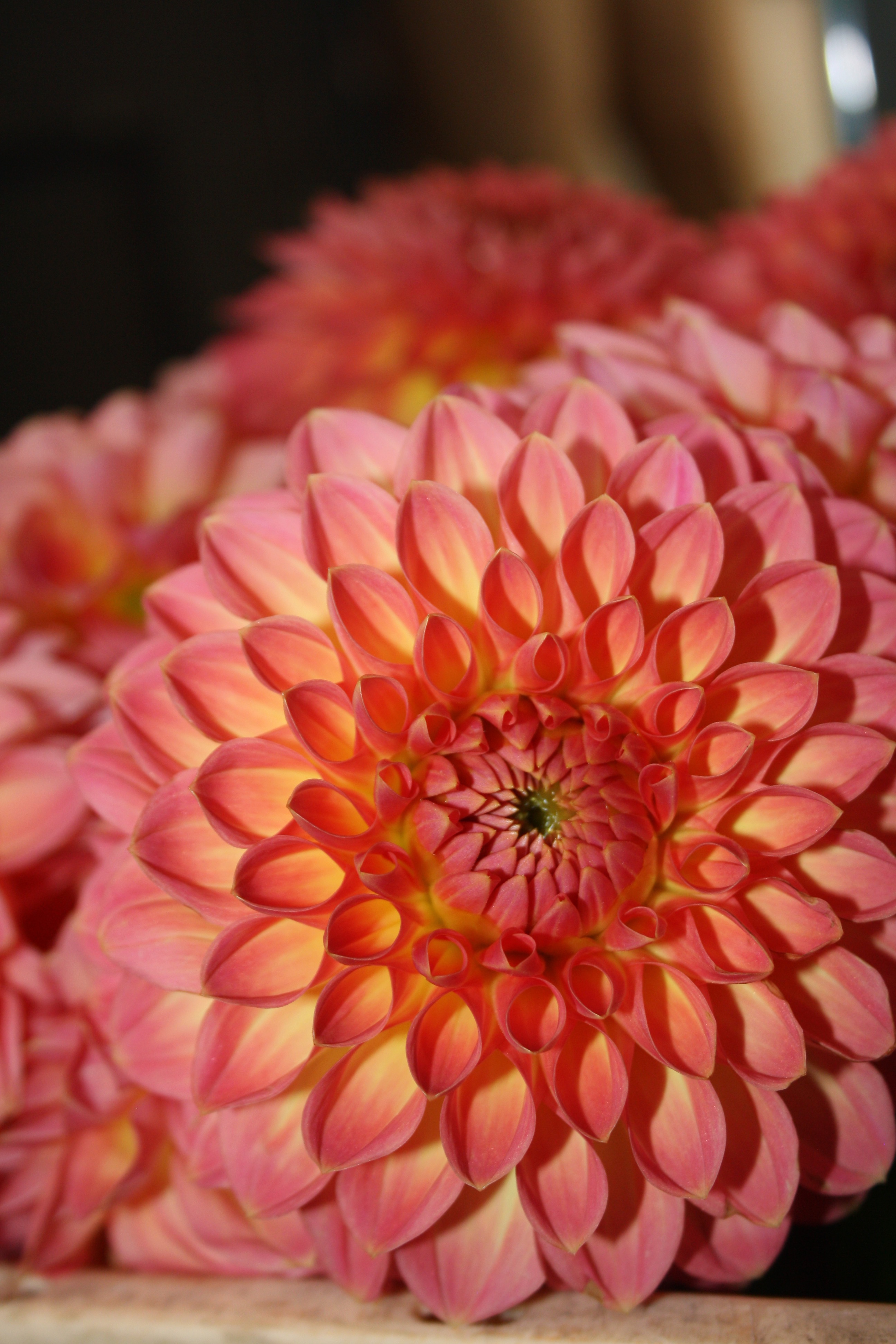 photo of pink flower with orange centre by Abigail