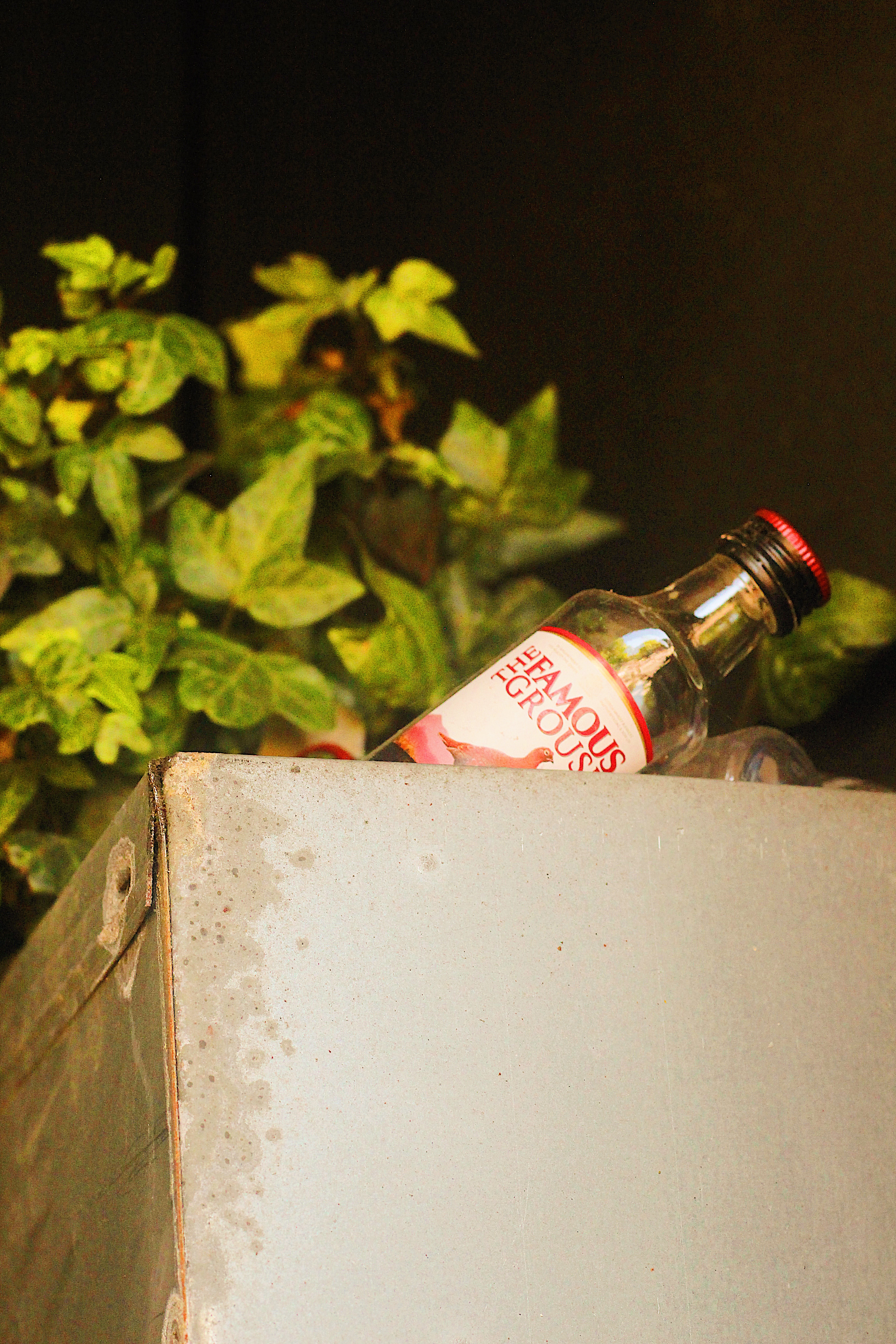 Photo of bottle and plant by Burhan