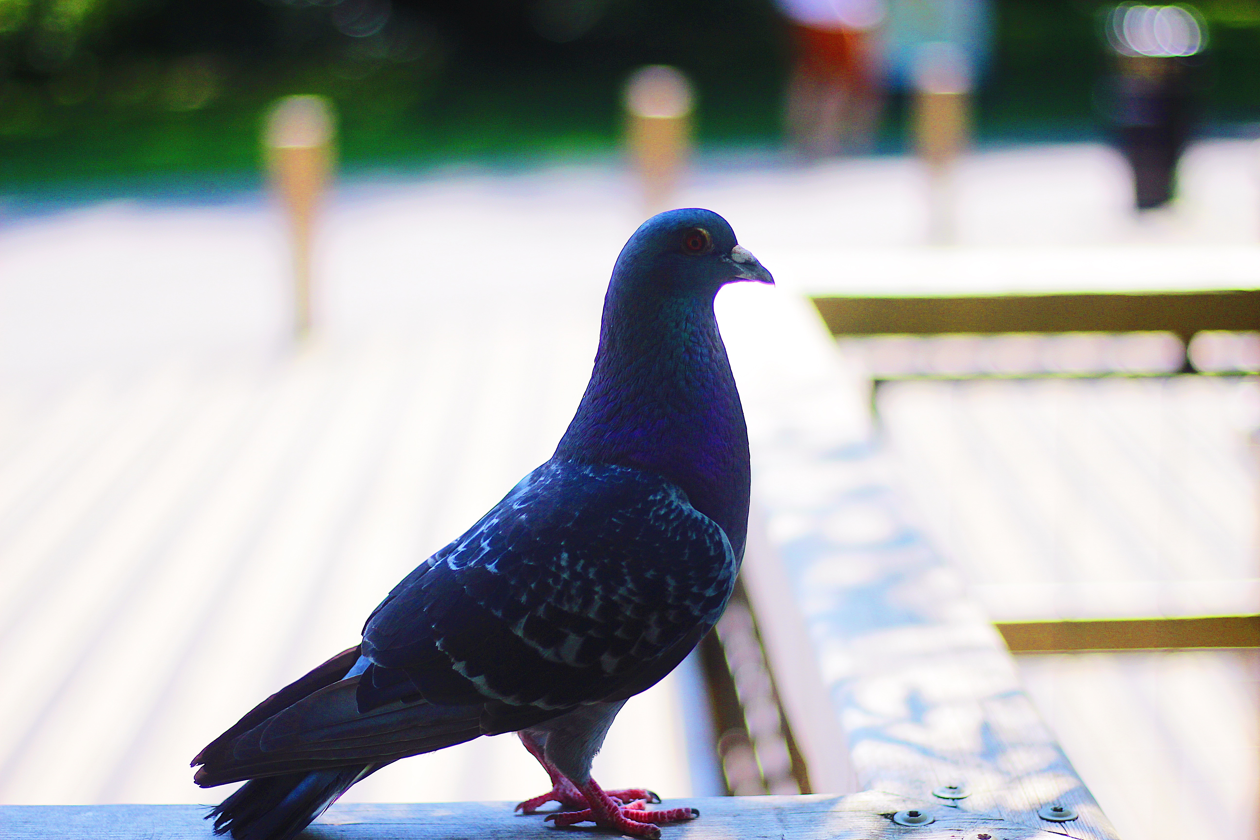 Photo of a pigeon by Burhan