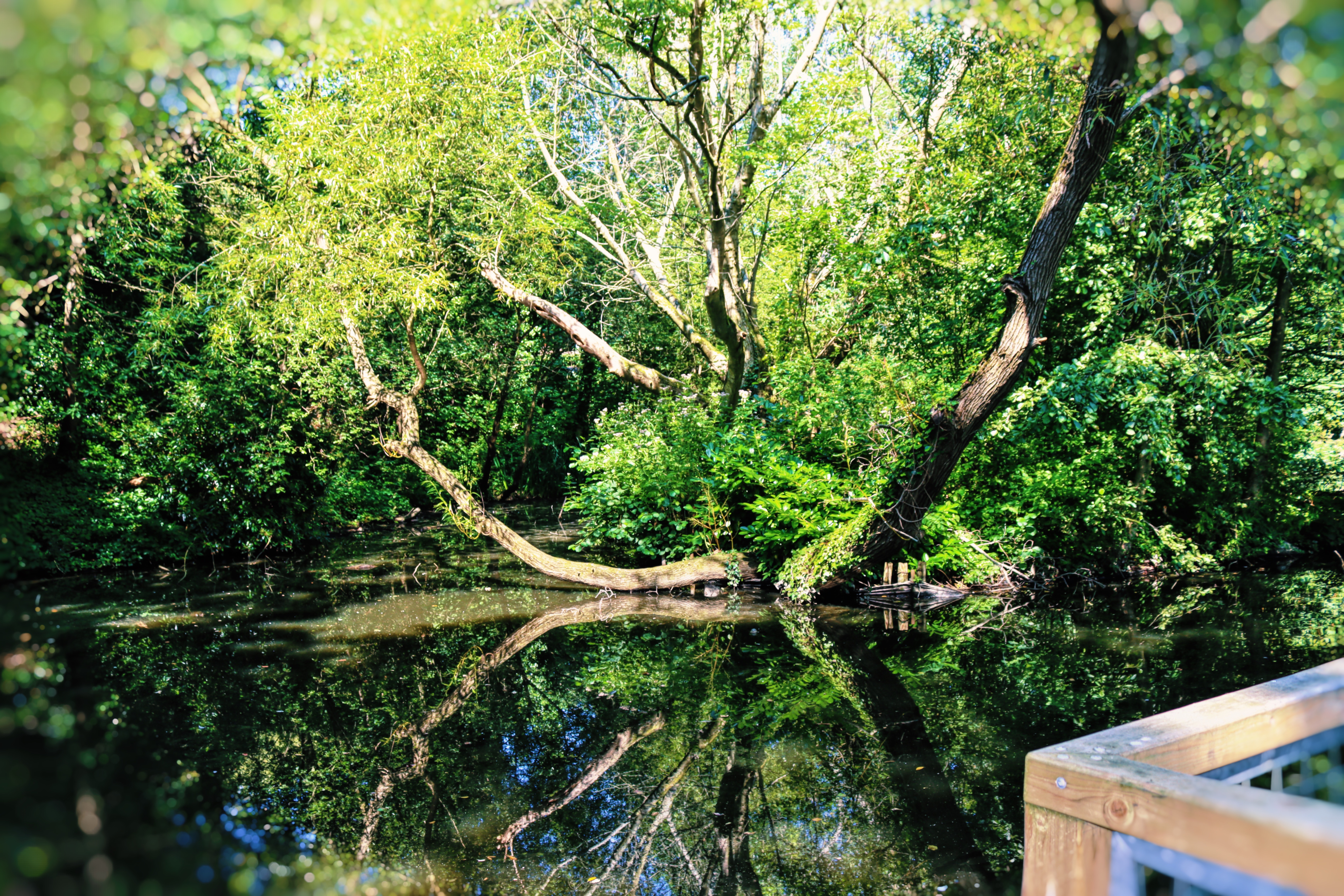 Photo of branches in the pond in Waterlow Park by Kevin