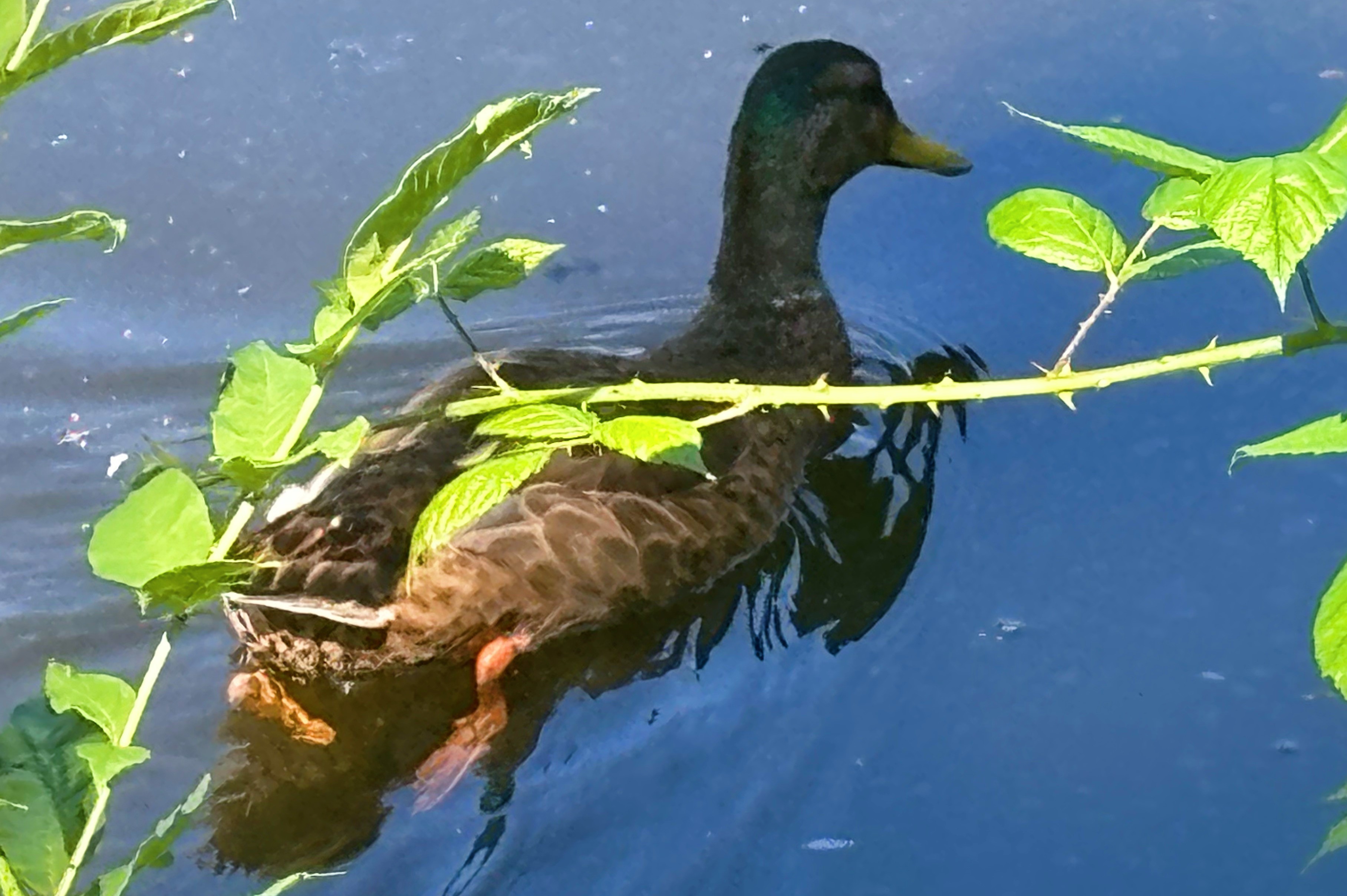 Photo of a duck by Lilly