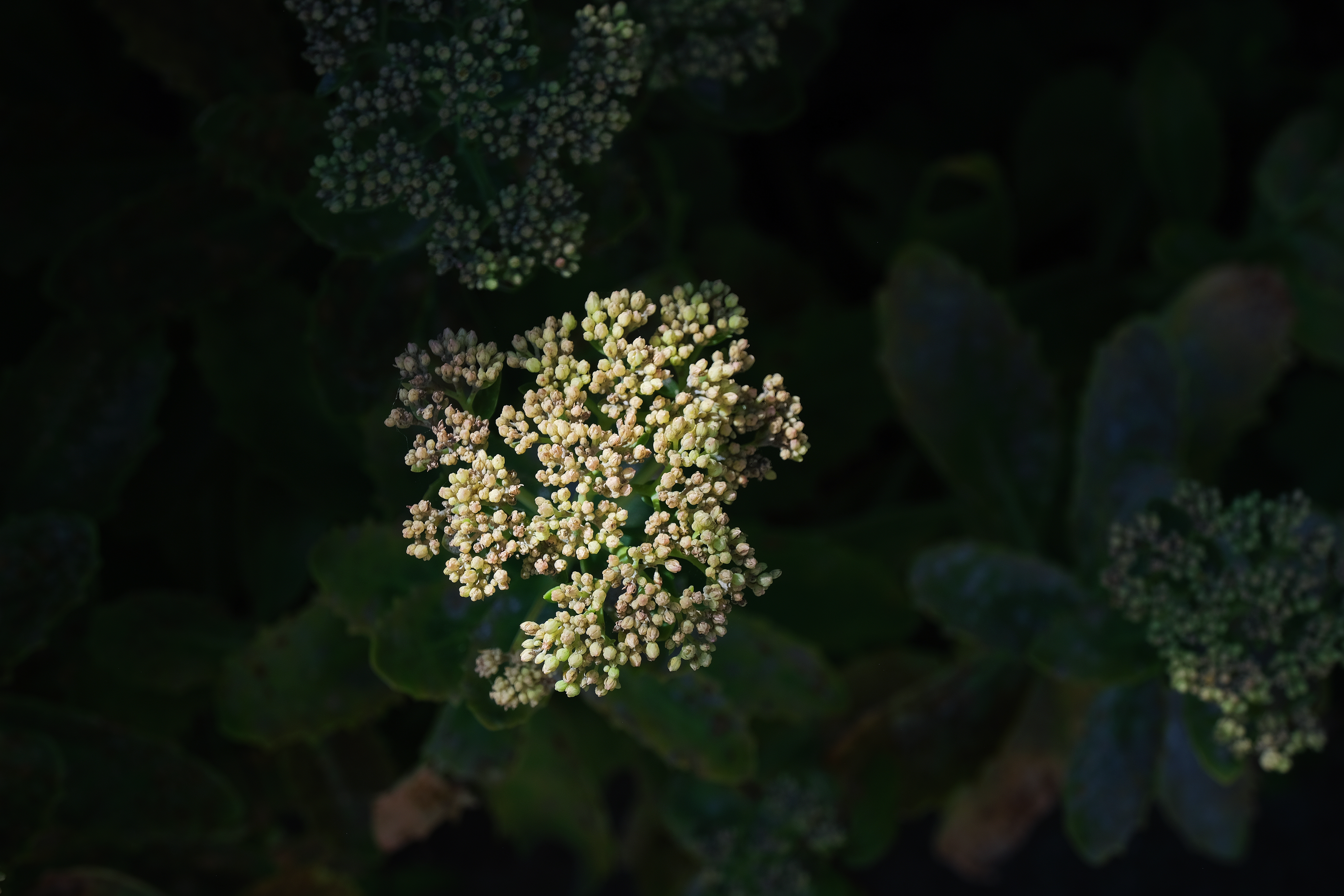 Photo of little white buds and dark green leaves By Raffa