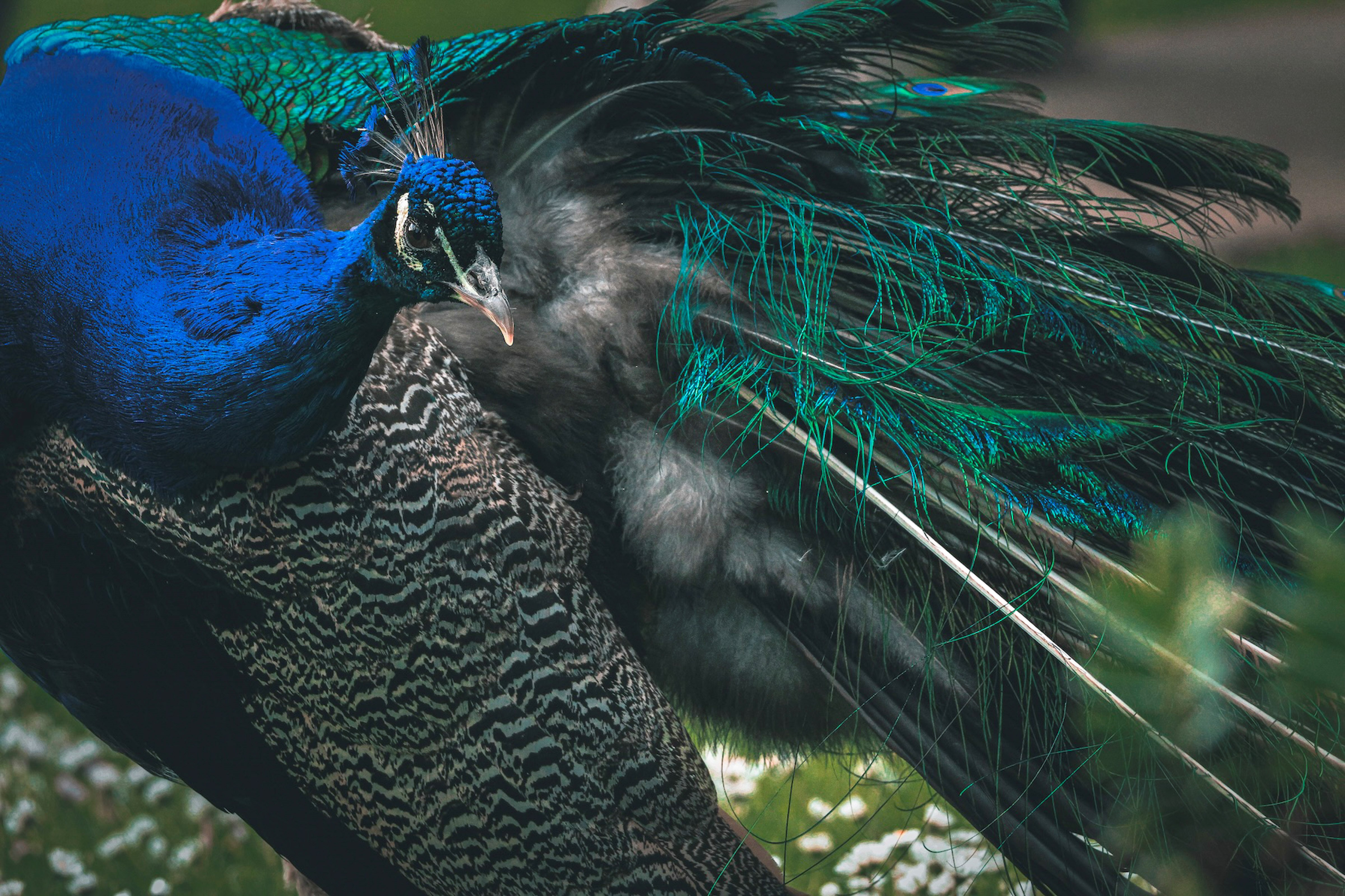 peacock