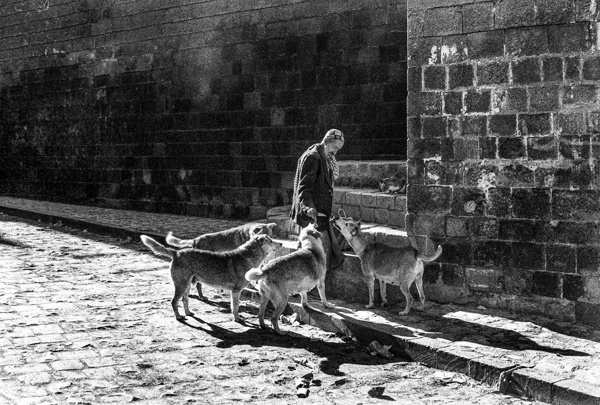 Feeding the Strays