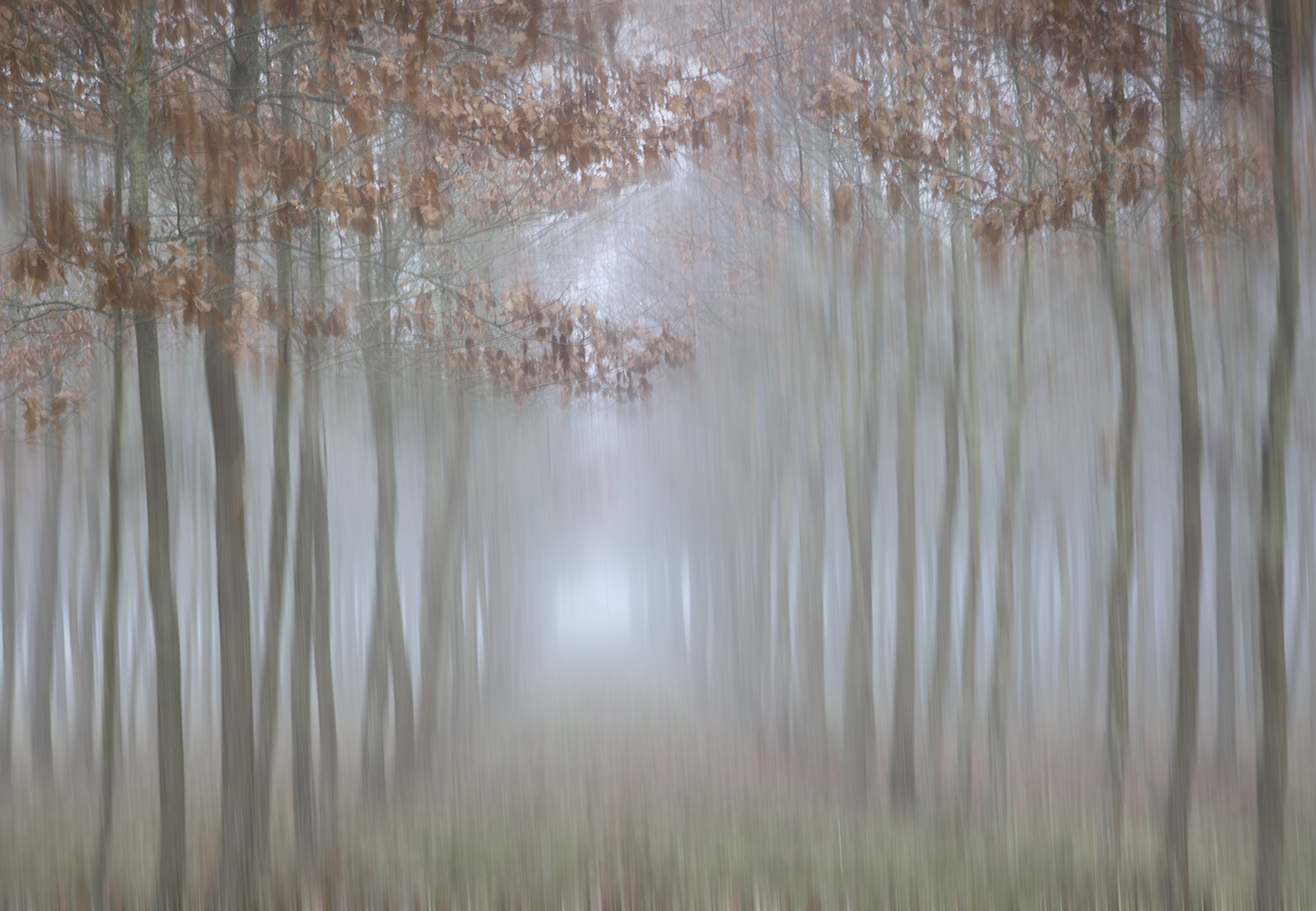 'Trees in the Mist'