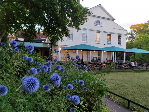 back of the house purple flowers